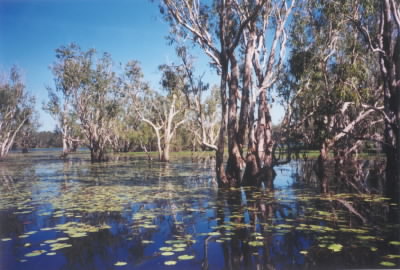 De Yellow Water Wetlands, Kakadu NP. (Australië - 2003)