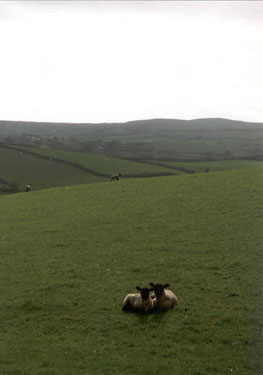 Sheep dominate the first part of the Cumbria Way